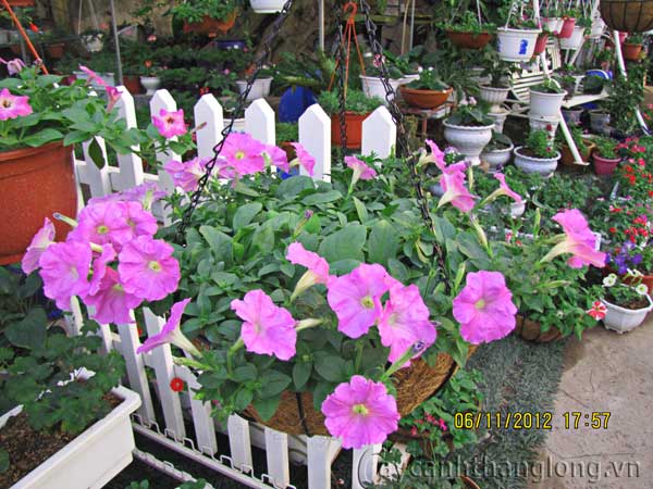 chau_treo_a5 cây cảnh,hoa đẹp,hoa chậu,hoa tết,hoa sự kiện,hoa độc đáo,hoa xuân,hoa quý hiếm
