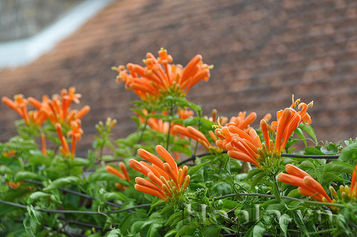 Hoa chùm ớt rực cháy trước cổng nhà | hoala.vn