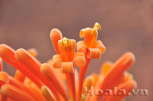 Hoa chùm ớt rực cháy trước cổng nhà | hoala.vn