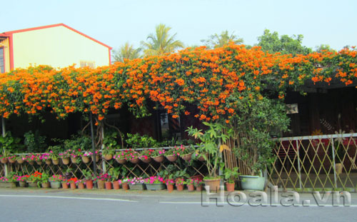 Hoa chùm ớt rực cháy trước cổng nhà | hoala.vn