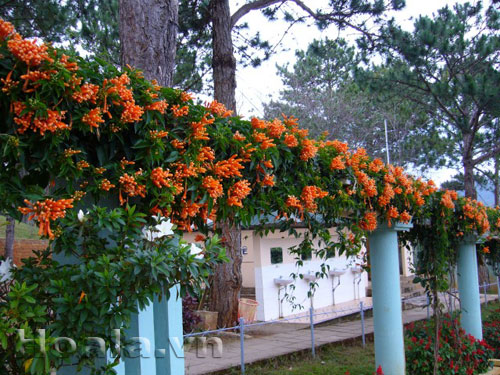 Hoa chùm ớt rực cháy trước cổng nhà | hoala.vn