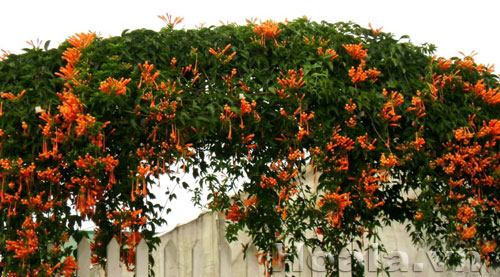 Hoa chùm ớt rực cháy trước cổng nhà | hoala.vn