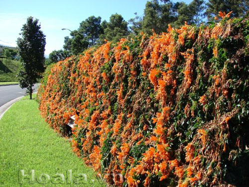 Hoa chùm ớt rực cháy trước cổng nhà | hoala.vn