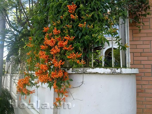 Hoa chùm ớt rực cháy trước cổng nhà | hoala.vn