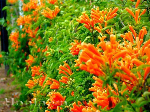 Hoa chùm ớt rực cháy trước cổng nhà | hoala.vn