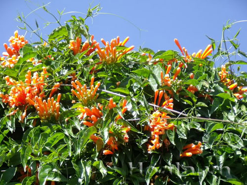 Hoa chùm ớt rực cháy trước cổng nhà | hoala.vn