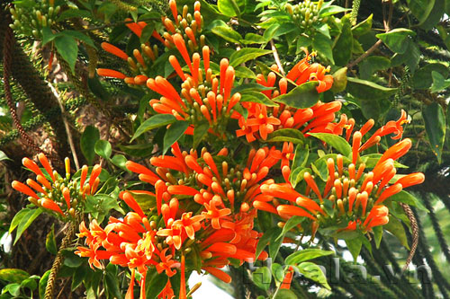 Hoa chùm ớt rực cháy trước cổng nhà | hoala.vn