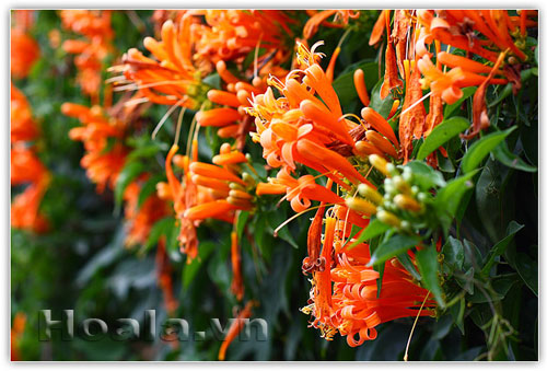 Hoa chùm ớt rực cháy trước cổng nhà | hoala.vn