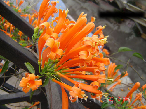 Hoa chùm ớt rực cháy trước cổng nhà | hoala.vn