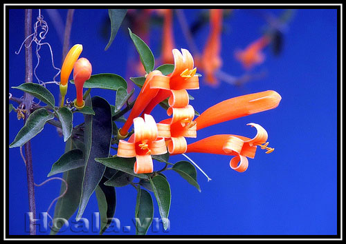 Hoa chùm ớt rực cháy trước cổng nhà | hoala.vn