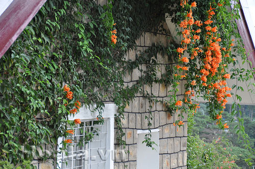 Hoa chùm ớt rực cháy trước cổng nhà | hoala.vn