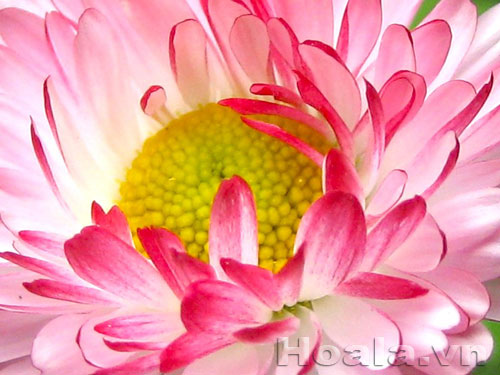 Xinh yêu sắc màu cúc Bellis | hoala.vn