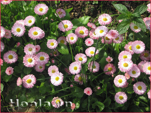 Xinh yêu sắc màu cúc Bellis | hoala.vn