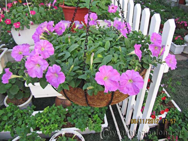 da_yen_thao_a1 cây cảnh,hoa đẹp,hoa chậu,hoa tết,hoa sự kiện,hoa độc đáo,hoa xuân,hoa quý hiếm
