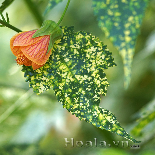 hoa_den_long_hoi_an_2| hoala.vn