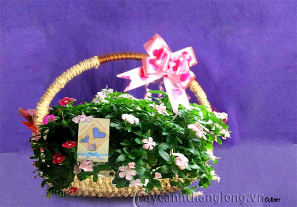dien_hoa_dua_ru20 cây cảnh,hoa đẹp,hoa chậu,hoa tết,hoa sự kiện,hoa độc đáo,hoa xuân,hoa quý hiếm