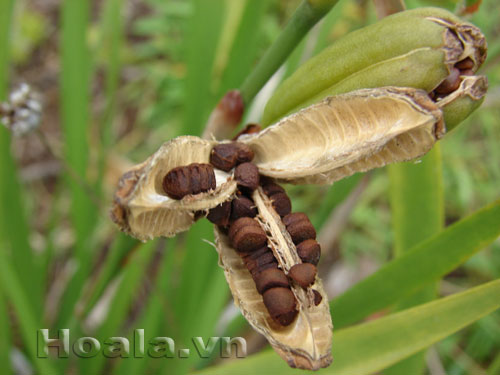 dien_vi-7 Hoa Diên vĩ vẻ đẹp thần tiên | hoala.vn