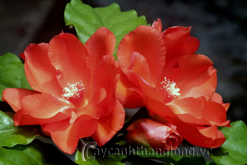 Xương rồng Diệp Long xinh tươi áo đỏ | hoala.vn