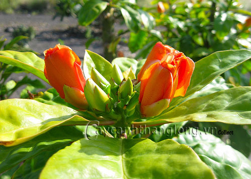 Xương rồng Diệp Long xinh tươi áo đỏ