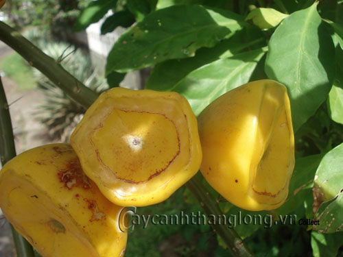 Xương rồng Diệp Long xinh tươi áo đỏ | hoala.vn