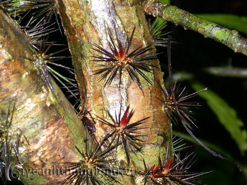 Xương rồng Diệp Long xinh tươi áo đỏ