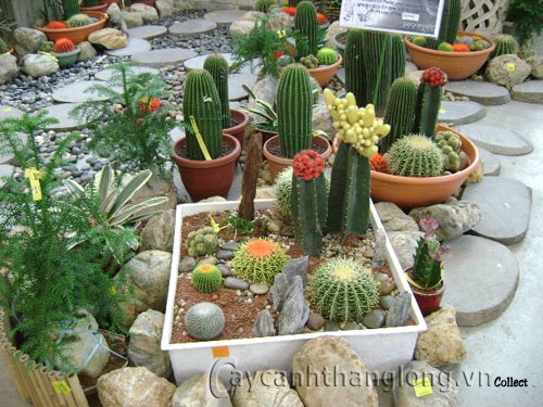 vườn xương rồng trên sân thượng | hoala.vn