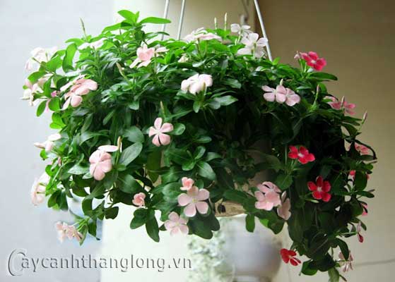 dua_ru_a cây cảnh,hoa đẹp,hoa chậu,hoa tết,hoa sự kiện,hoa độc đáo,hoa xuân,hoa quý hiếm