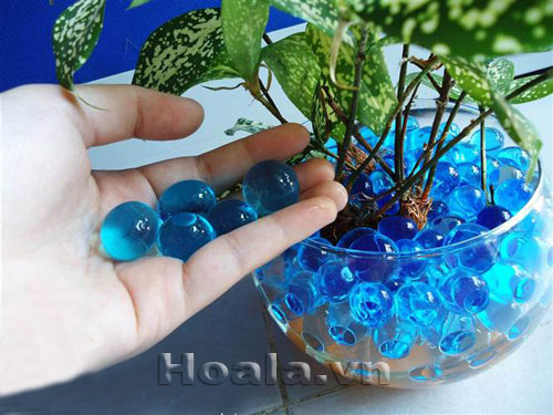 Trồng và chăm sóc cây nội thất bằng GIÁ THỂ THỦY SINH | hoala.vn