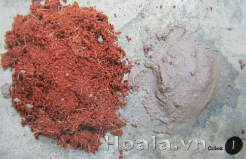 Cách nhân giống cây nắp ấm | hoala.vn