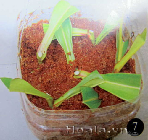 Cách nhân giống cây nắp ấm | hoala.vn