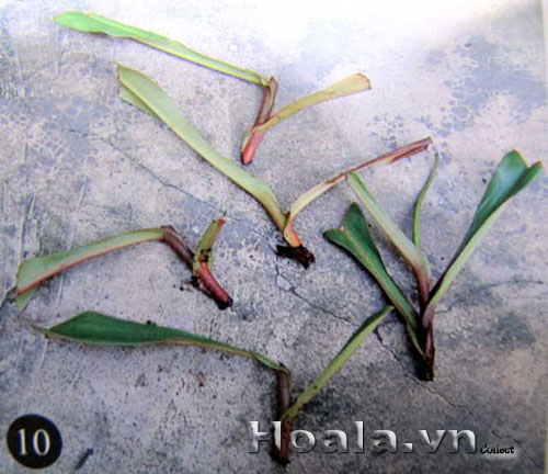 Cách nhân giống cây nắp ấm | hoala.vn