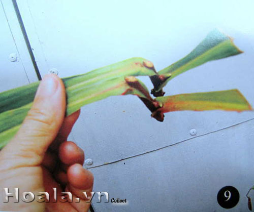 Cách nhân giống cây nắp ấm | hoala.vn