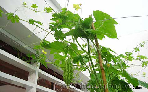 Cách trồng cây che nắng trên sân thượng | hoala.vn