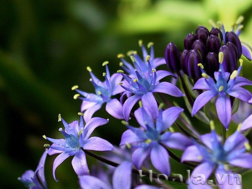 hai_song_1 Những búp hoa Hải song huyền ảo | hoala.vn