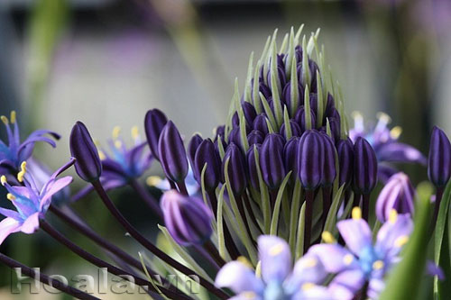 hai_song_10 Những búp hoa Hải song huyền ảo | hoala.vn