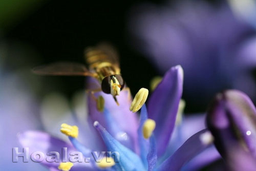 hai_song_11 Những búp hoa Hải song huyền ảo | hoala.vn