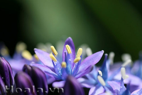 hai_song_12 Những búp hoa Hải song huyền ảo | hoala.vn