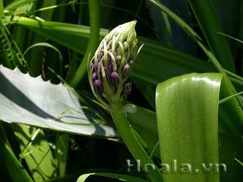 hai_song_13 Những búp hoa Hải song huyền ảo | hoala.vn