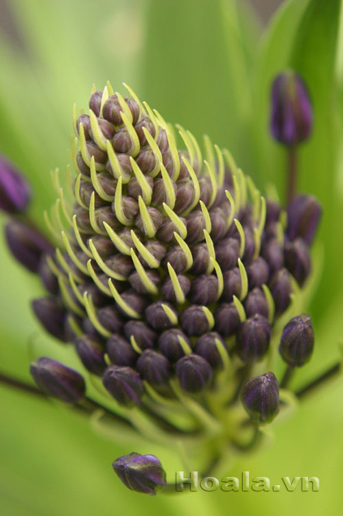 hai_song_14 Những búp hoa Hải song huyền ảo | hoala.vn