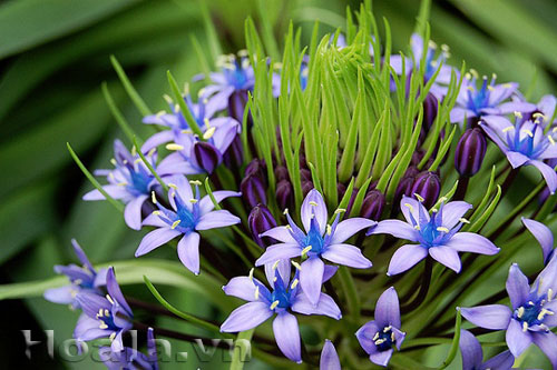 hai_song_15 Những búp hoa Hải song huyền ảo | hoala.vn