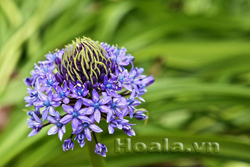 hai_song_16 Những búp hoa Hải song huyền ảo | hoala.vn