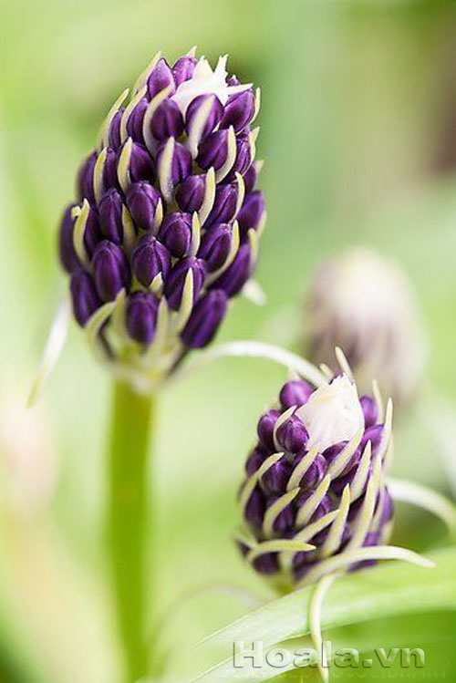 hai_song_17 Những búp hoa Hải song huyền ảo | hoala.vn