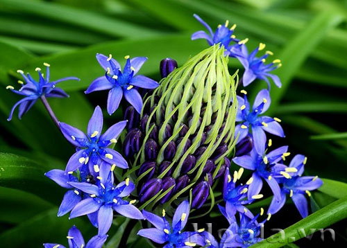 hai_song_2 Những búp hoa Hải song huyền ảo | hoala.vn