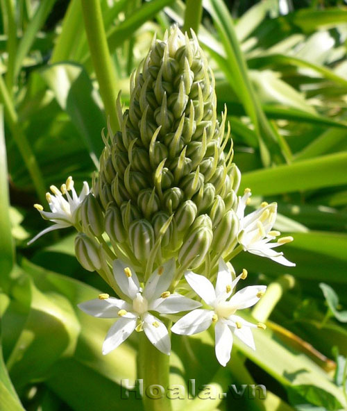 hai_song_3 Những búp hoa Hải song huyền ảo | hoala.vn