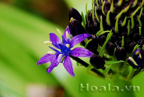 hai_song_4 Những búp hoa Hải song huyền ảo | hoala.vn