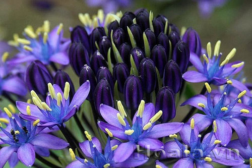 hai_song_5 Những búp hoa Hải song huyền ảo | hoala.vn