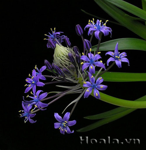 hai_song_7 Những búp hoa Hải song huyền ảo | hoala.vn