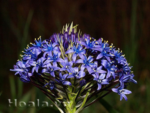 hai_song_8 Những búp hoa Hải song huyền ảo | hoala.vn