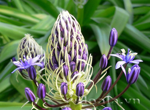 hai_song_9 Những búp hoa Hải song huyền ảo | hoala.vn