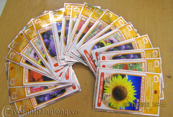 hat_giong-1 cây cảnh,hoa đẹp,hoa chậu,hoa tết,hoa sự kiện,hoa độc đáo,hoa xuân,hoa quý hiếm
